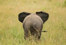 elephant standing on green field