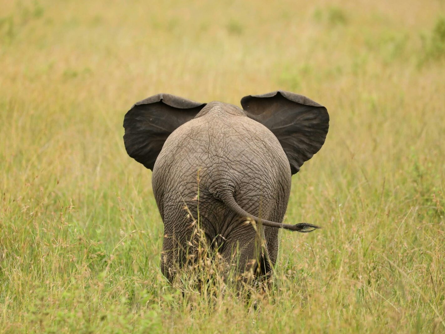 elephant standing on green field