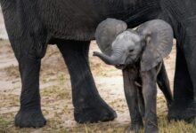 gray elephant with calf standing on ground at daytime