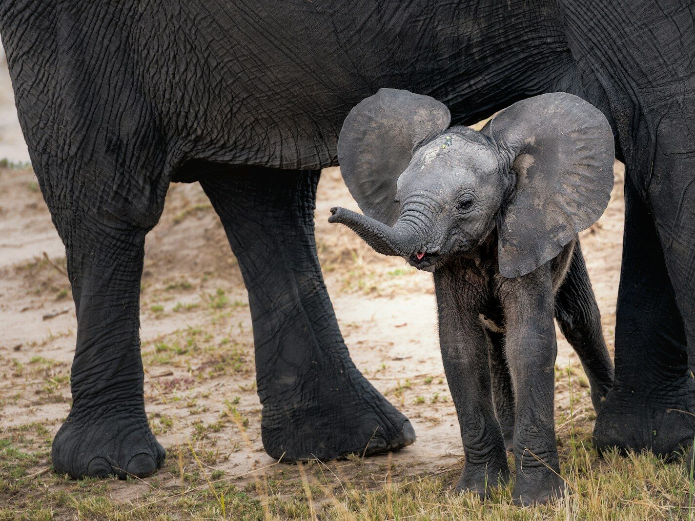 gray elephant with calf standing on ground at daytime