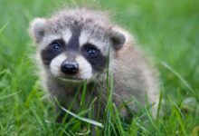 brown and gray animal on green grass during daytime