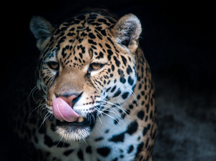 Jaguar