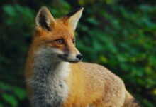 selective focus photography of orange fox during daytime