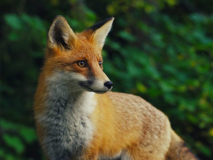 selective focus photography of orange fox during daytime