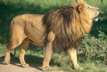 brown lion under green tree
