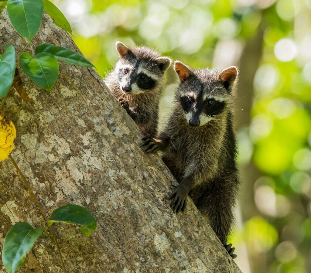 two brown and black mammals clinging on tree trunk