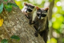 two brown and black mammals clinging on tree trunk