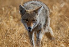 black and white fox on brown grass field during daytime