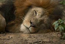 lion lying on brown sand during daytime