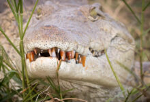 Smile for the camera - Nile Crocodile