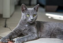 russian blue cat lying on brown wooden table