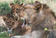 lion and lioness lying on green grass during daytime