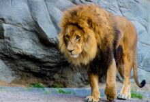 lion lying on gray rock