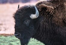 black bison on green grass field during daytime