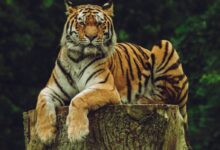tiger on wood slab