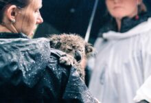 gray koala on person shoulder