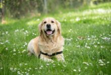 medium short-coated white dog lying on green grass field