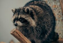 a raccoon is standing on a piece of wood