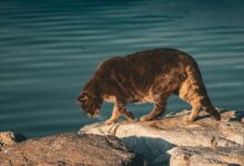 a cat walking on a rock near a body of water