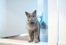 long-fur brown cat standing near opened-door door
