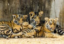 three young tiger cubs are laying down together