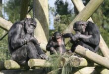 three grey monkey close-up photography