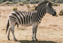 black and white zebra on field during daytime