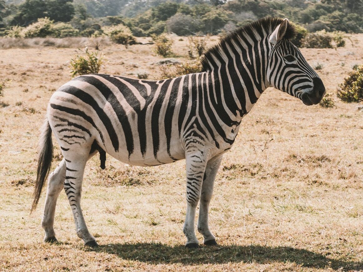 black and white zebra on field during daytime