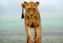 lioness standing on brown sands