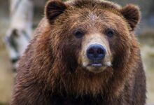 shallow focus photo of brown grizzly bear