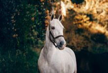 white horse standing near plant