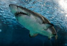 great white shark