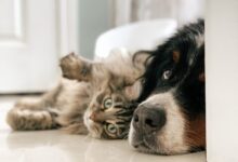 black white and brown bernese mountain dog lying on white textile