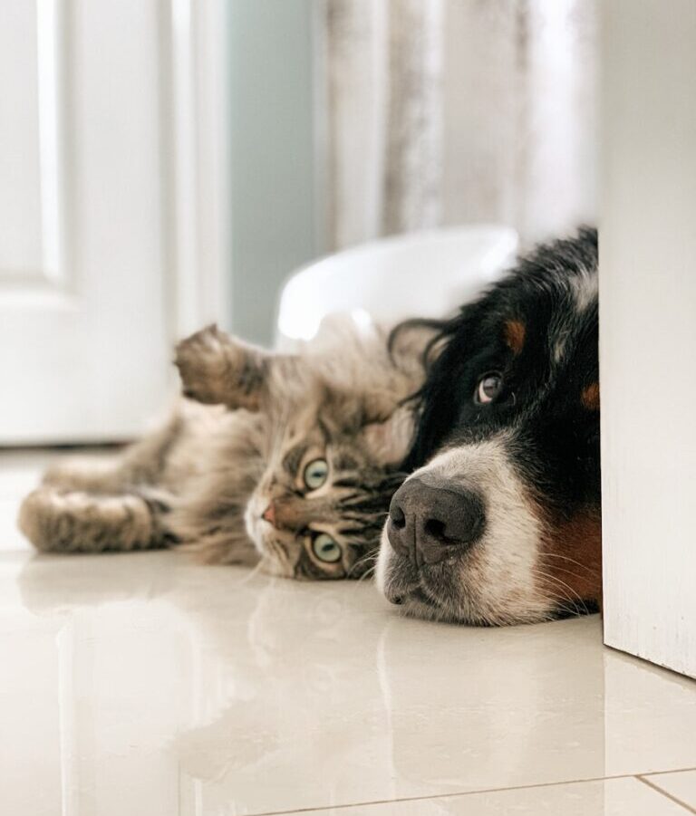 black white and brown bernese mountain dog lying on white textile