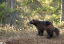 brown bear on brown grass during daytime