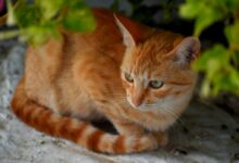 shallow focus photo of orange cat