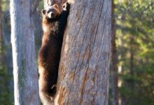 brown bear on tree
