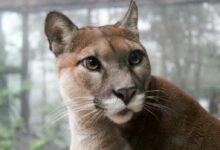 selective focus photo of adult big cat family
