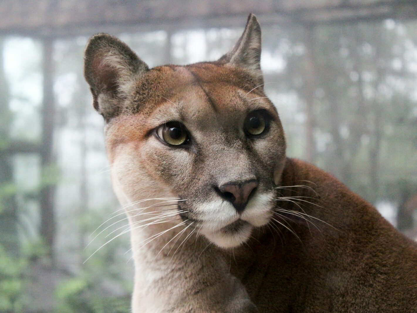 selective focus photo of adult big cat family