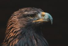 black and brown eagle in close up photography
