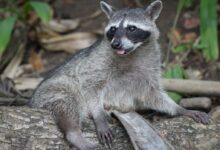 gray and white animal on brown tree branch