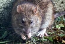 brown mouse on green grass