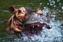brown hippopotamus in body of water