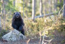 selective focus photography of black 4-legged animal in forest