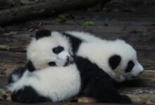 two white-and-black panda