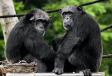 two black monkeys
