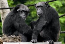 two black monkeys