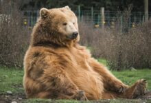 brown bear sitting on grass field