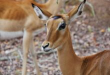a couple of deer standing on top of a forest