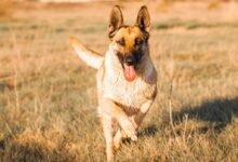 brown and black german shepherd running on brown grass field during daytime